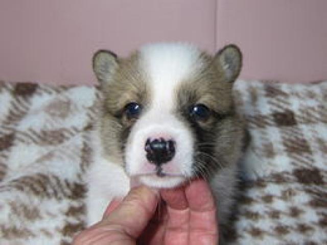 ウェルシュコーギーペンブローク