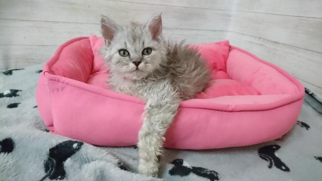 セルカークレックス