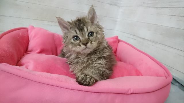 セルカークレックス