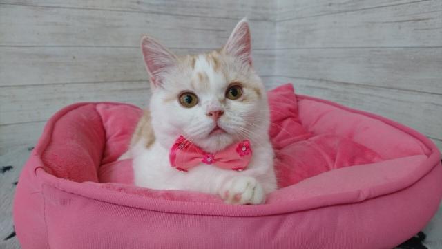 ミヌエット（旧ナポレオン）