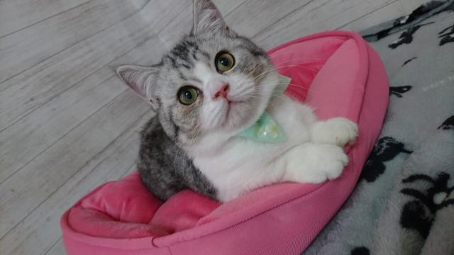 ミヌエット（旧ナポレオン）