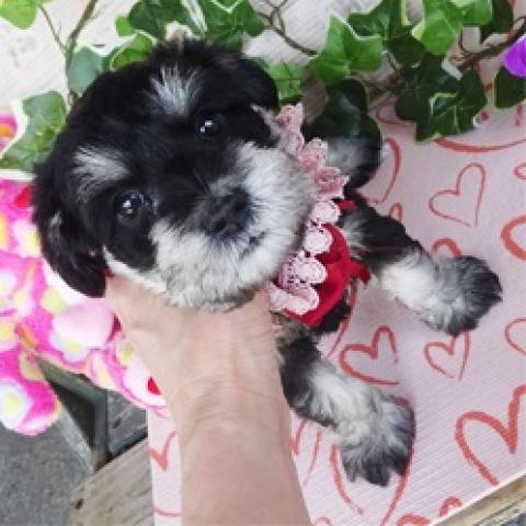 ミニチュアシュナウザー