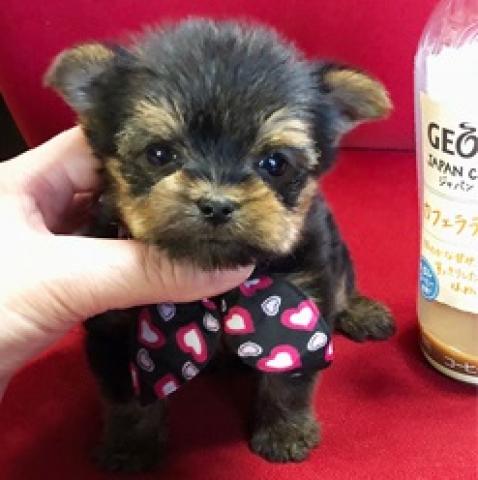 ヨークシャーテリア