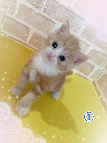 スコティッシュフォールド