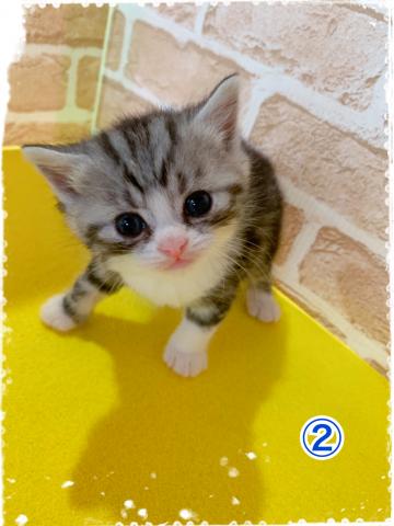 スコティッシュフォールド