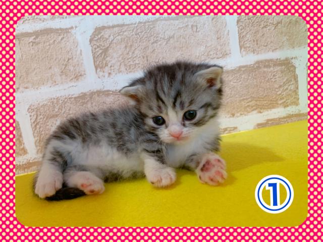 マンチカン短足