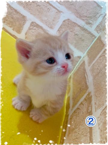 マンチカン短足