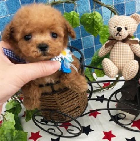 トイプードルティカッププードル