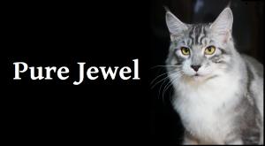 Cattery PureJewel