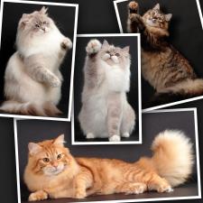 CMATERRACE SIBERIANS