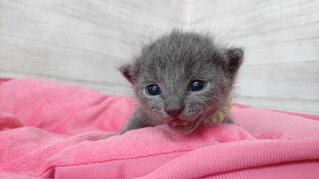 ロシアンブルー