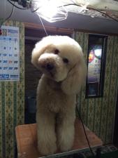 DOG SALON JEWEL DOG