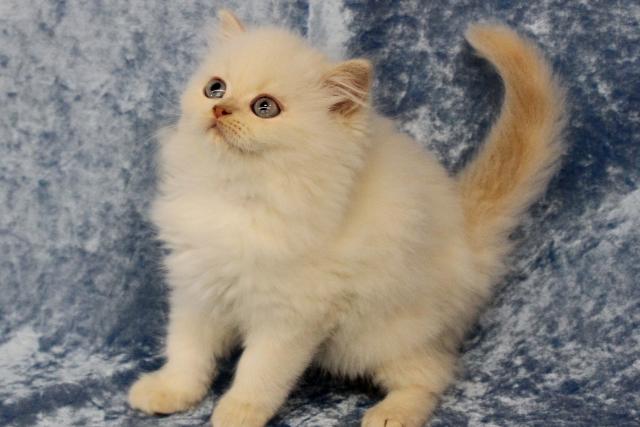 ペルシャ・ヒマラヤン