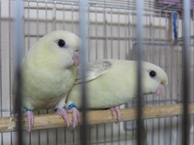 サザナミインコペア・クリームイノ