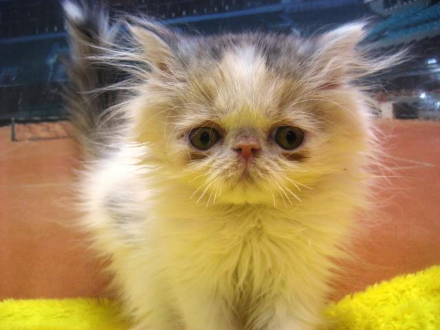 エキゾチックロングヘアー