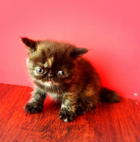 エキゾチックショートヘアー