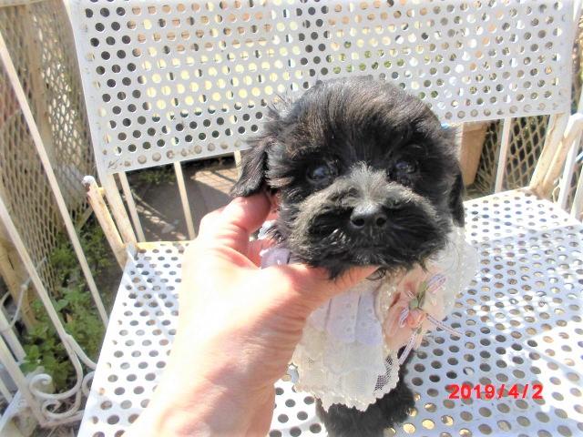 MIXプードルとシーズ系ミックス