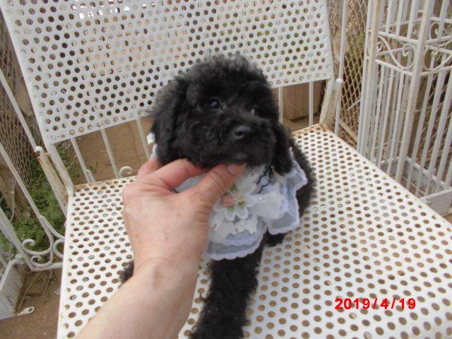 トイプードルトイですがミニチュアサイズ予想