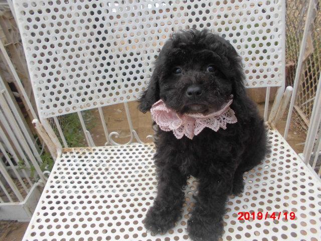 トイプードルトイですがミニチュアサイズ予想