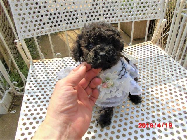トイプードルTカッププードルからタイニー小ぶり