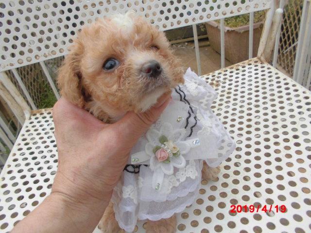 トイプードルタイニー小ぶり