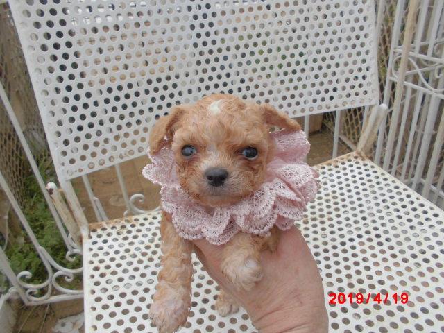 トイプードルTカッププードル