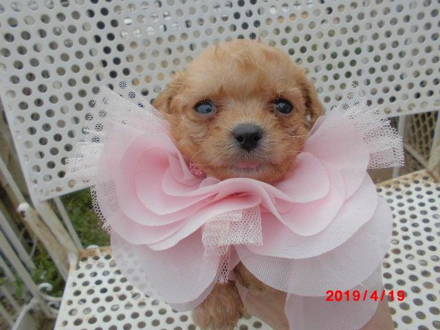 トイプードルtカップからタイニー小ぶり