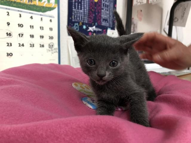 ロシアンブルー