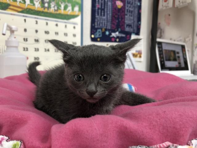 ロシアンブルー