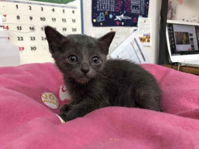 ロシアンブルー