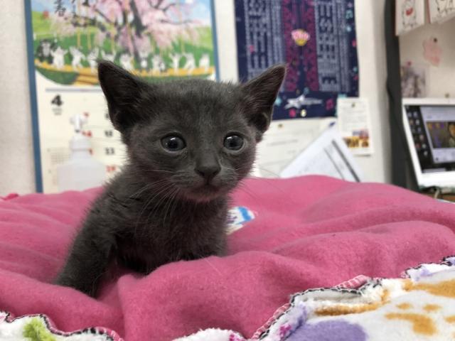 ロシアンブルー