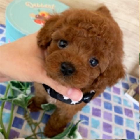 トイプードルタイニーSS