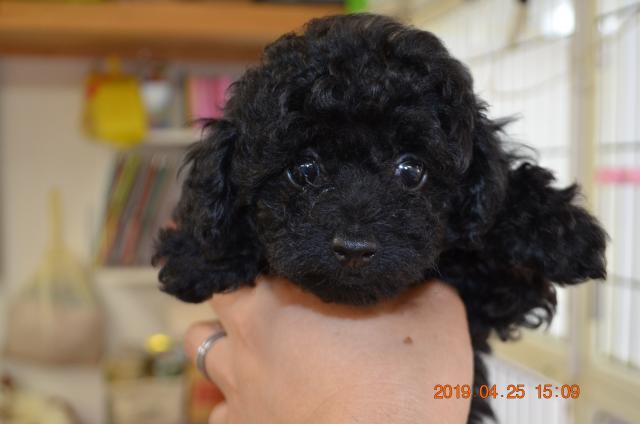 トイプードル