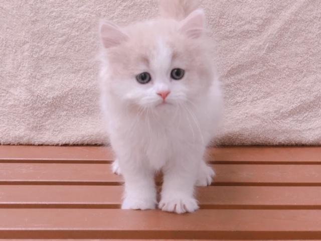 スコティッシュフォールド