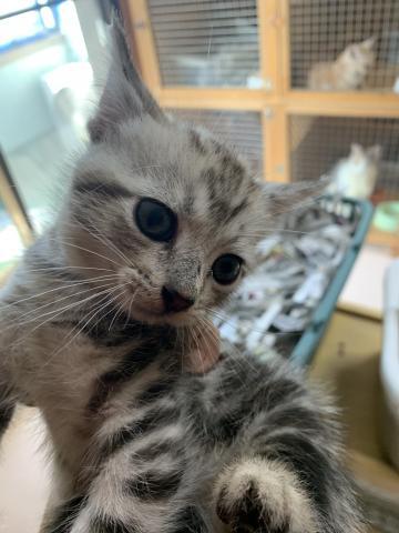 アメリカンショートヘアー