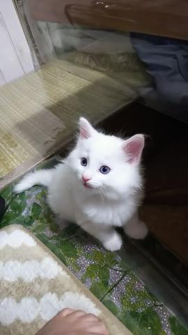 ノルウェージャンフォレストキャット