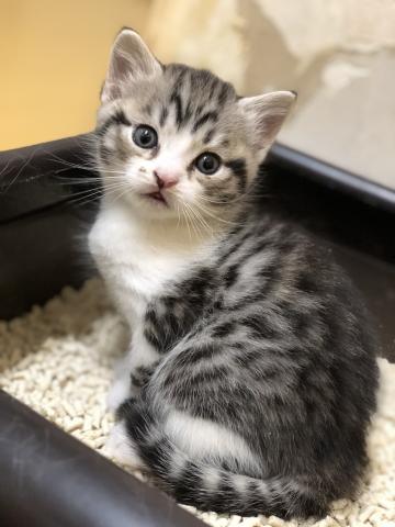 スコティッシュフォールド