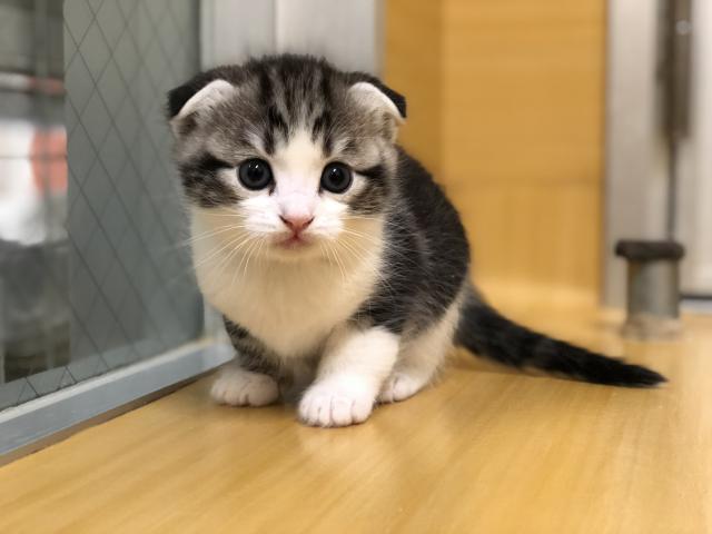 スコティッシュフォールド