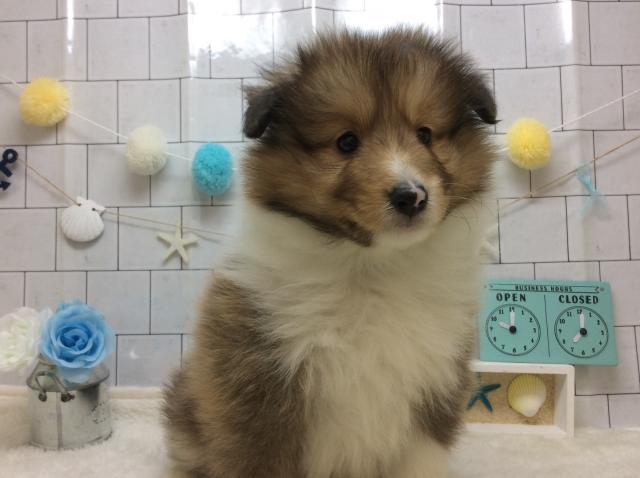 シェットランドシープドッグ