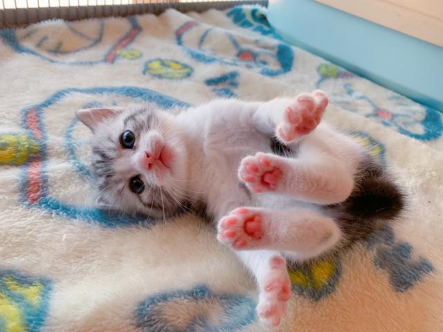 スコティッシュフォールド