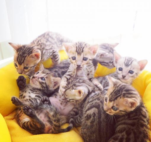 ベンガル猫のキャッテリー（BENGAL×RAW）