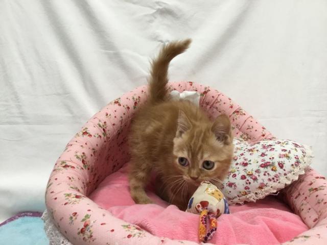 スコティッシュフォールド