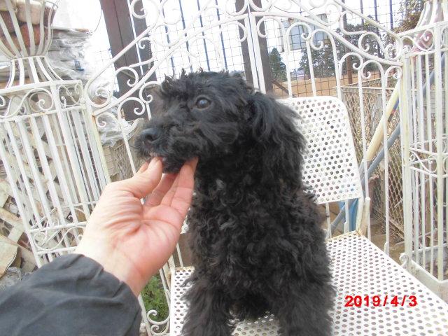 ミニチュアプードル両親トイプードル