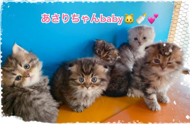 スコティッシュフォールド