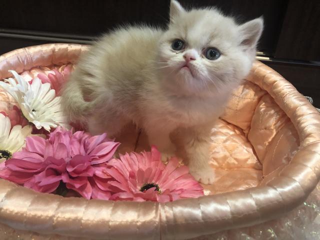 エキゾチックショートヘアー