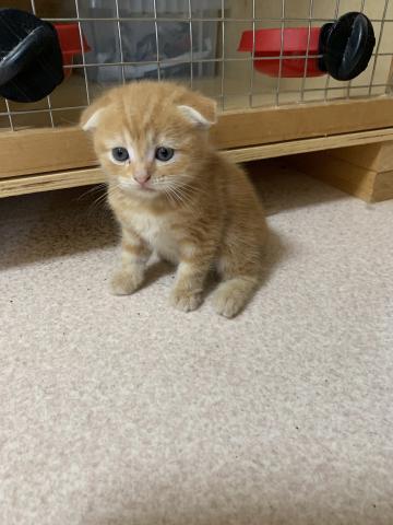 スコティッシュフォールド