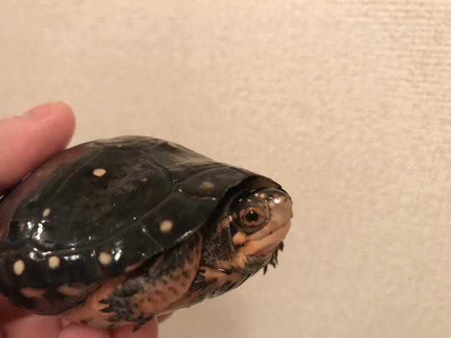 キボシイシガメ