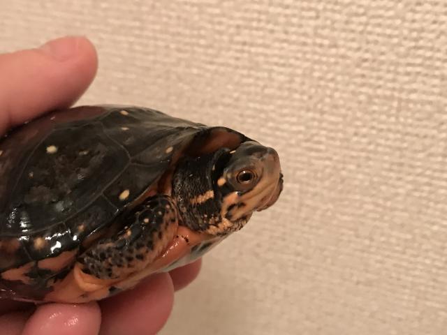 キボシイシガメ