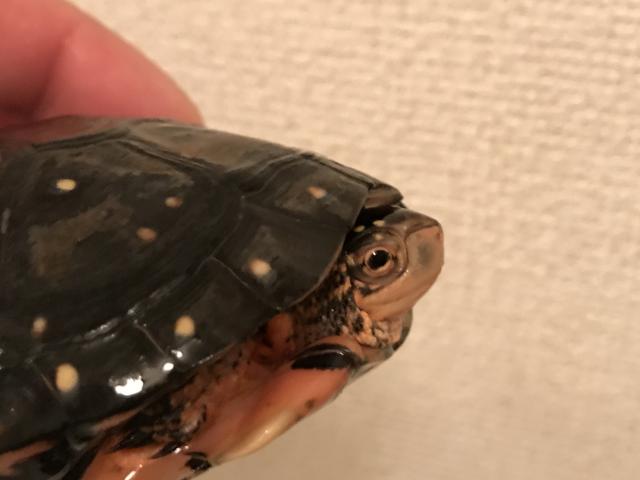 キボシイシガメ