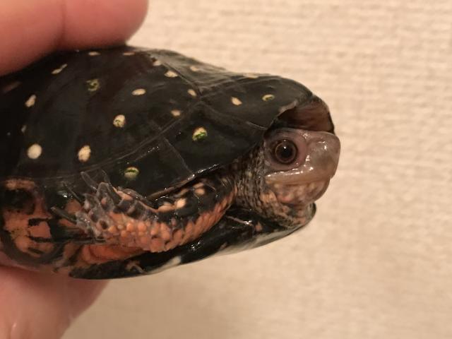 キボシイシガメ